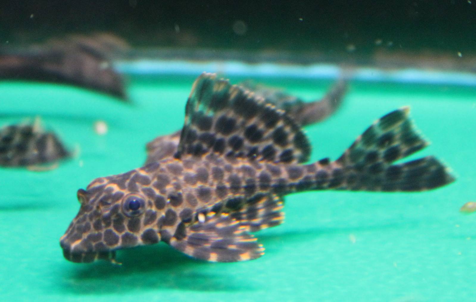 Gibbiceps catfish ID