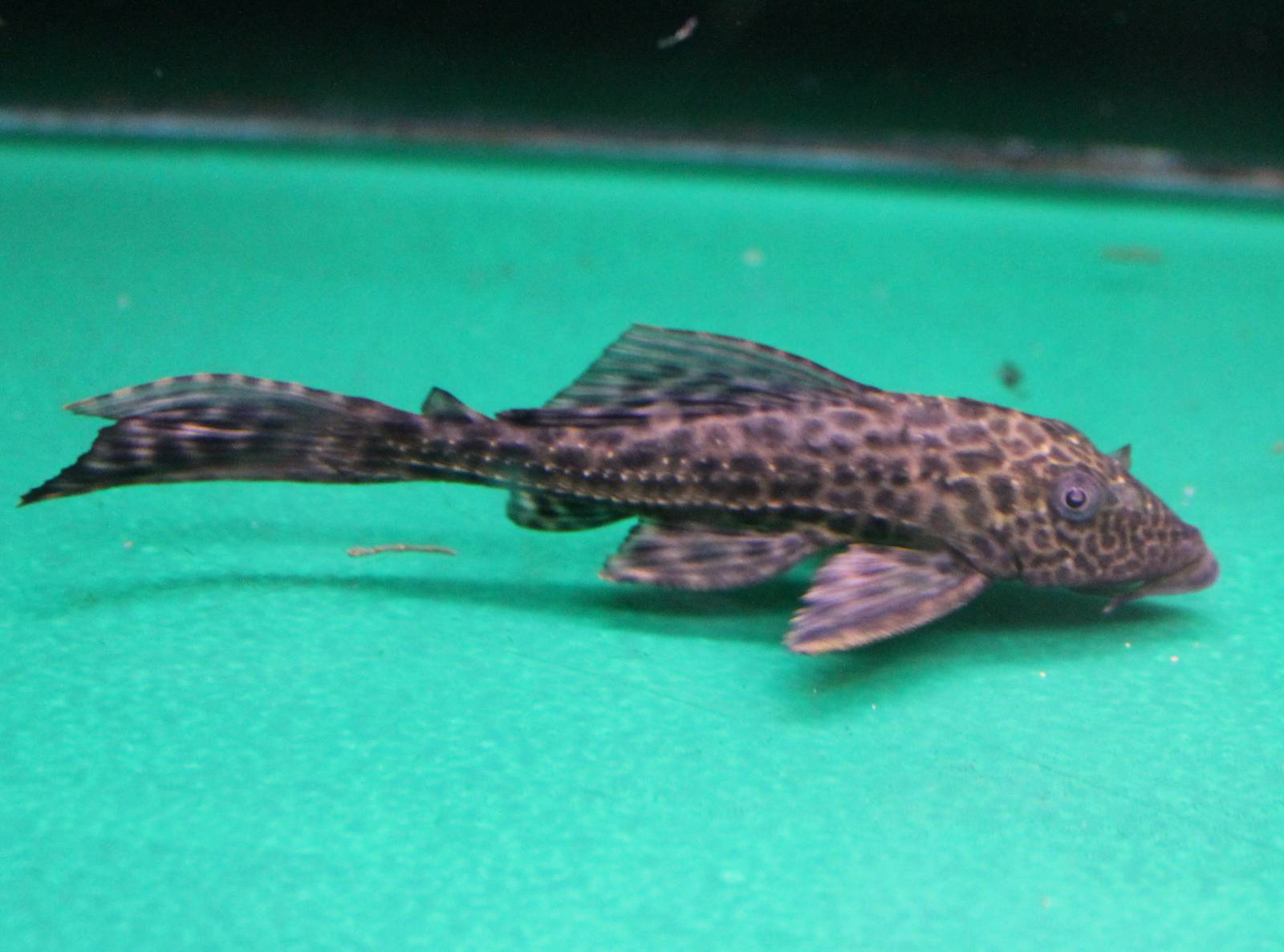 Gibbiceps catfish ID