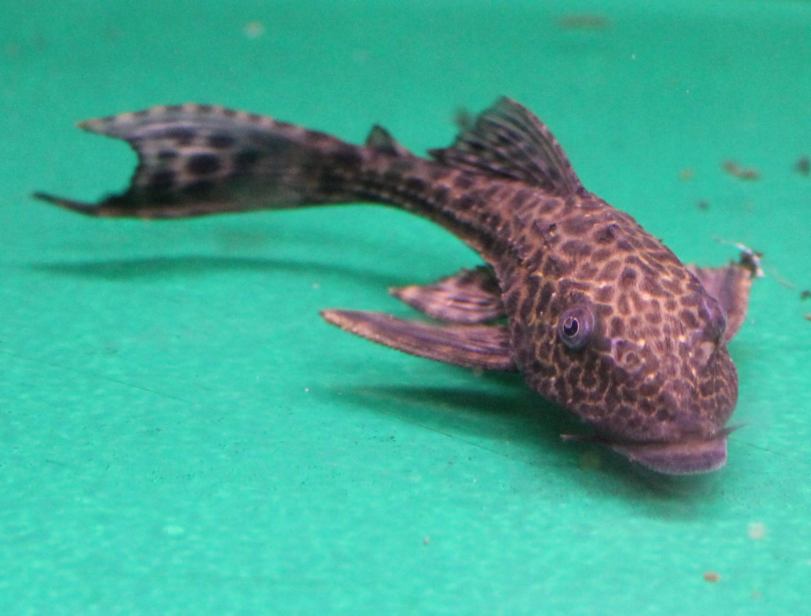 Gibbiceps catfish ID