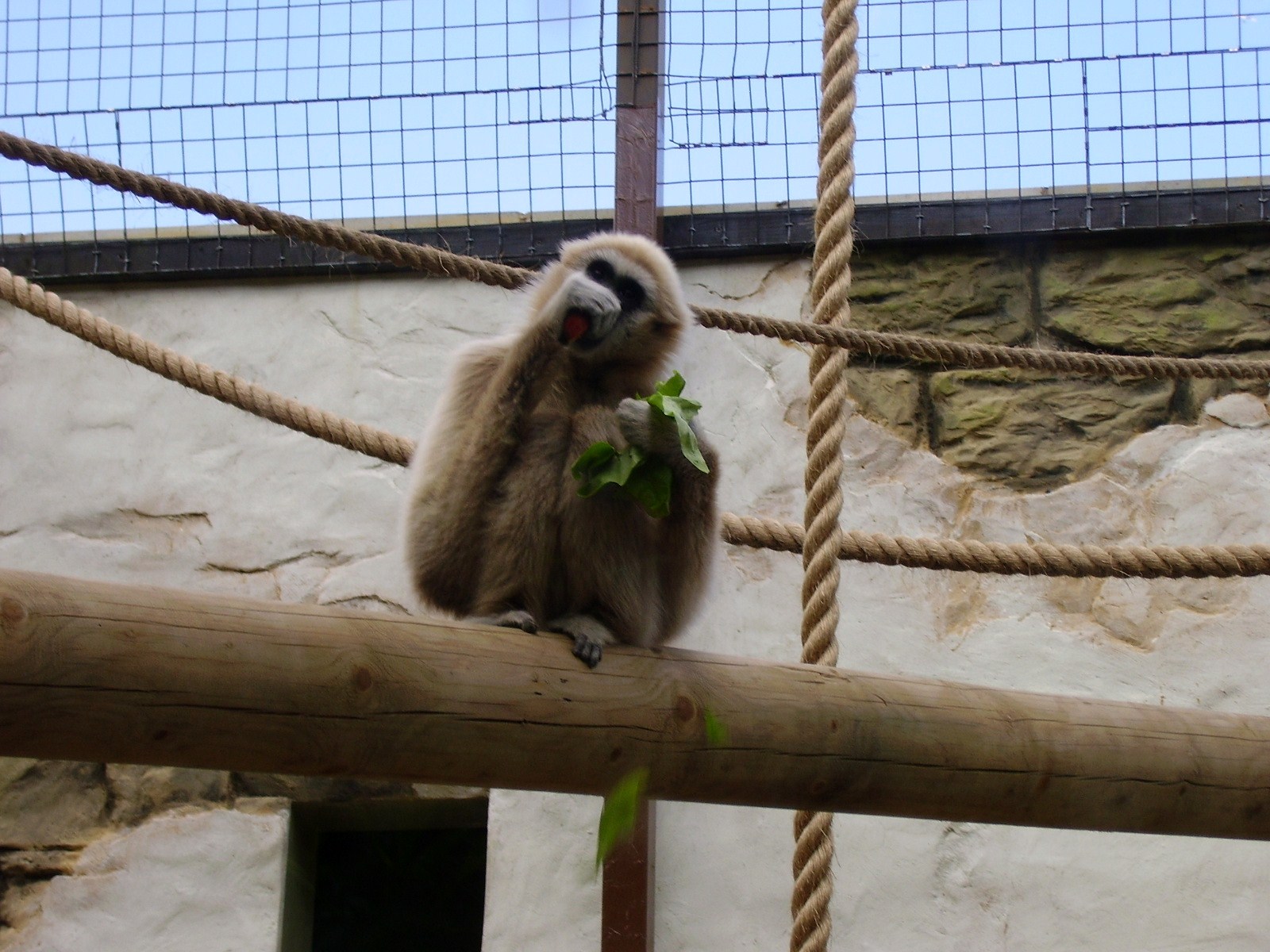 Gibbon - 2008