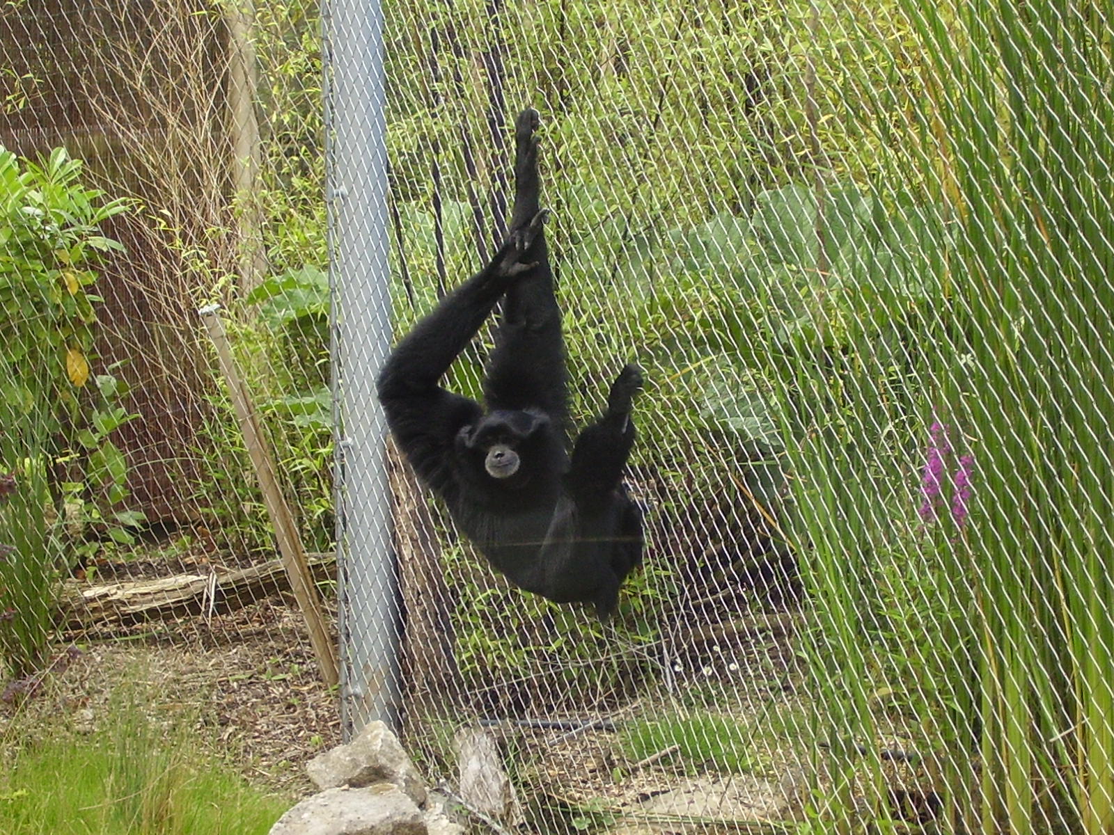 Gibbon - 2008