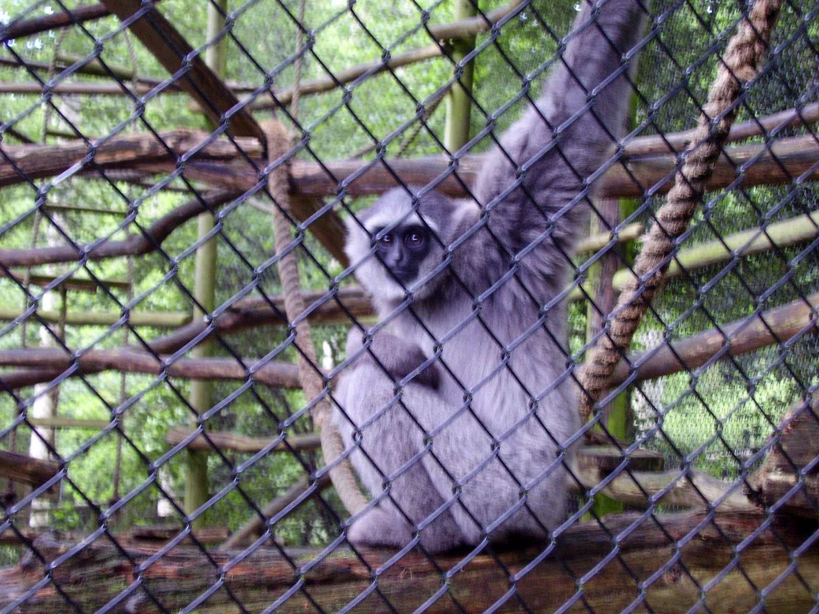 Gibbon - 2009