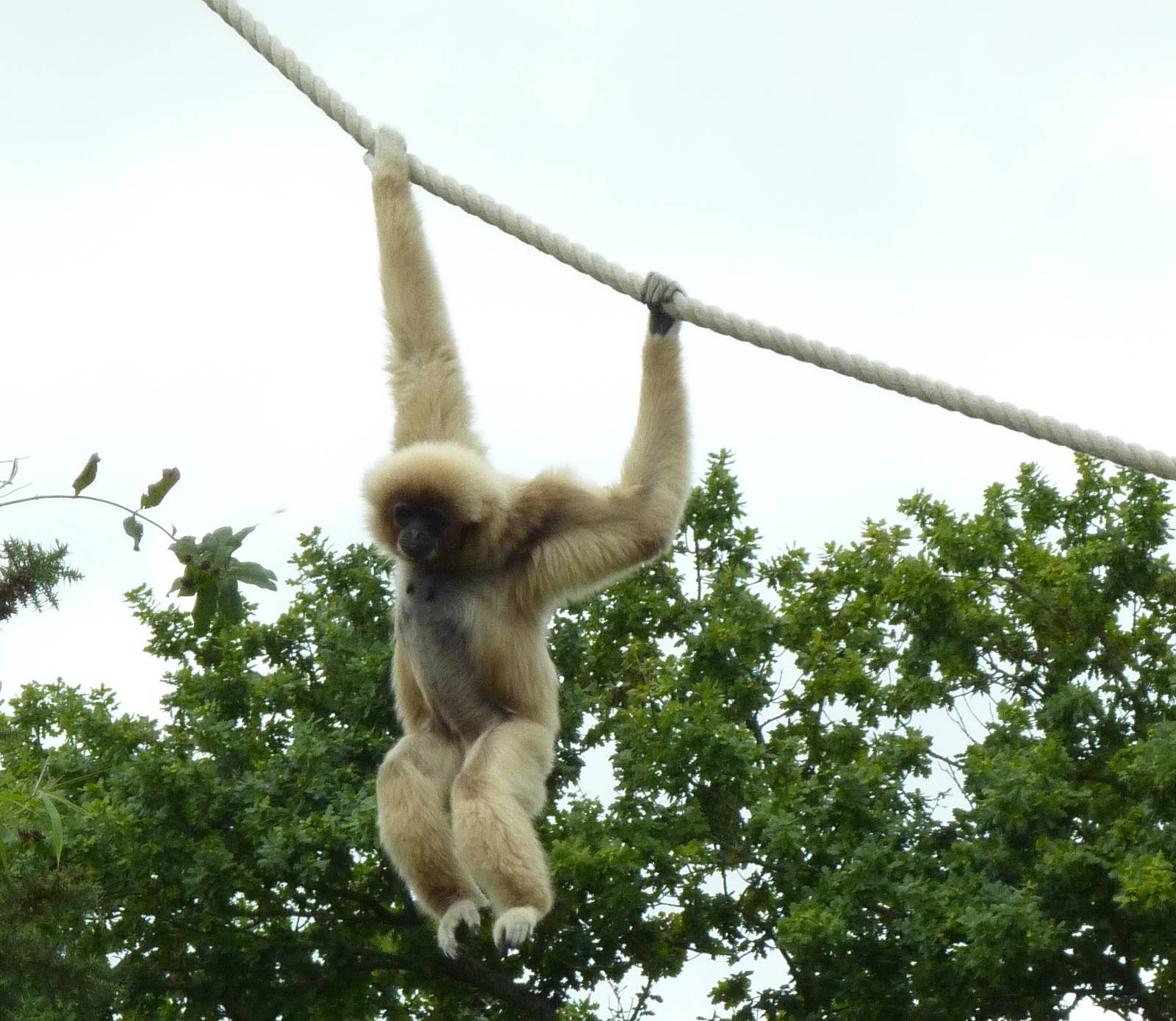 Gibbon - 2011