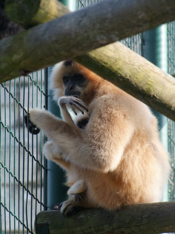 Gibbon a favoris roux (hylobates gabriellae gabriellae)