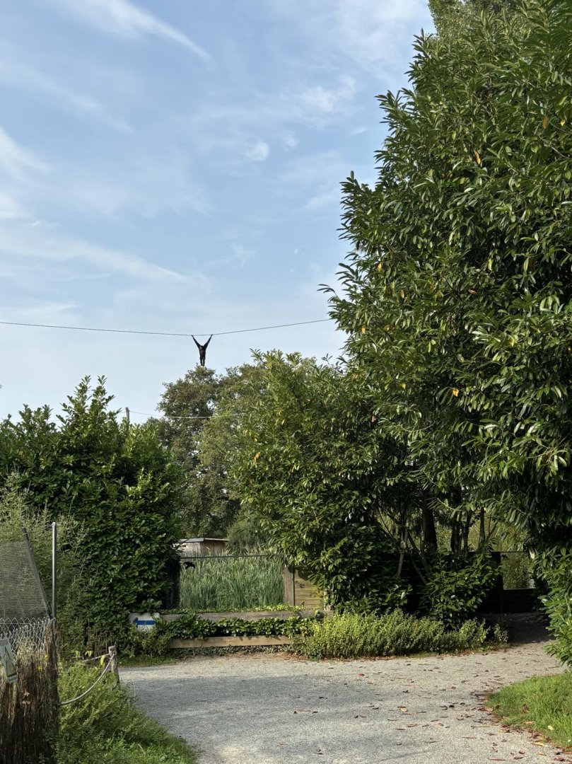 Gibbon above the visitor trail