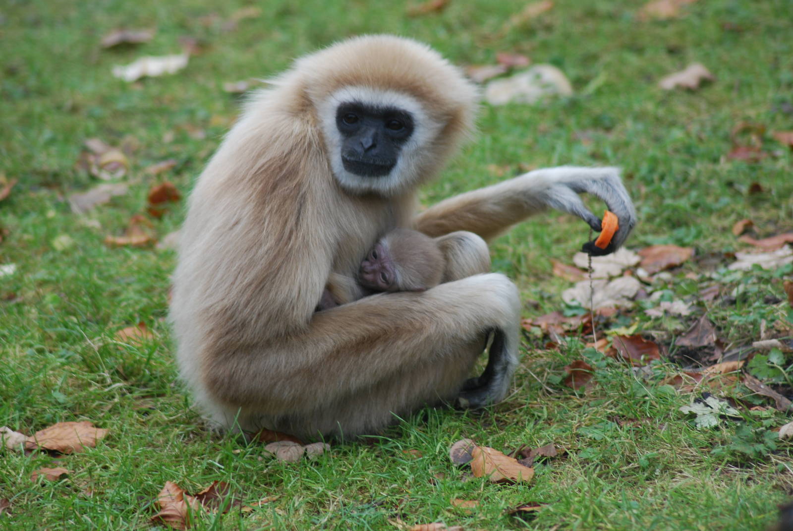 GIBBON AND BABY