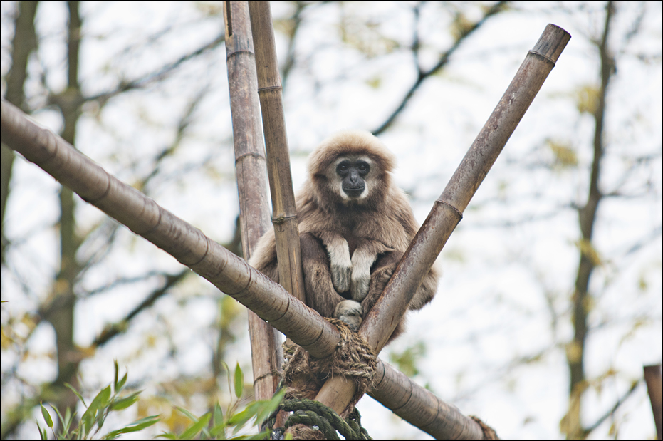 Gibbon at Zoo in der Wingst