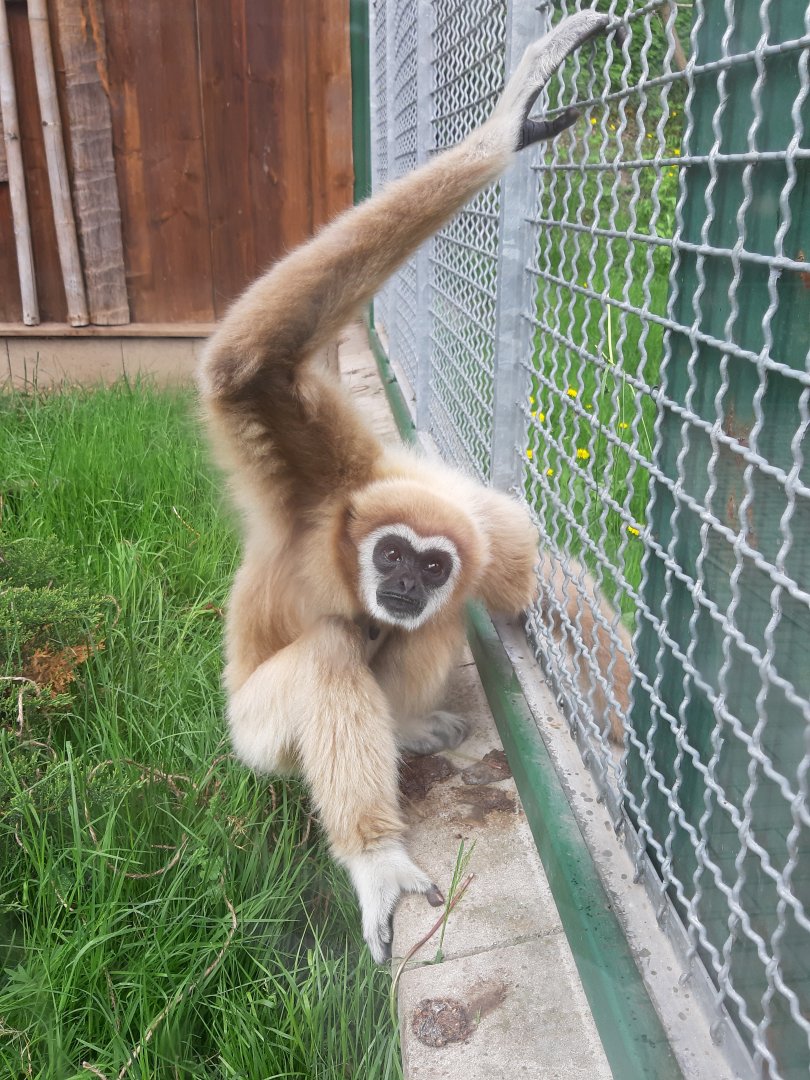 Gibbon aviary