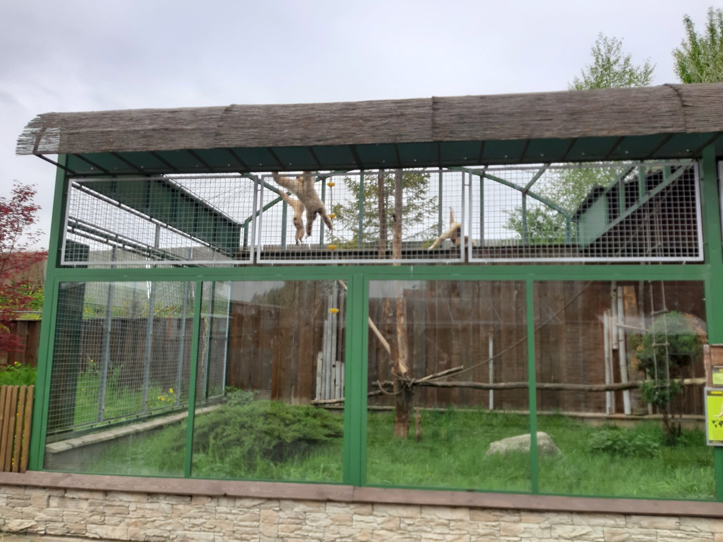 Gibbon aviary