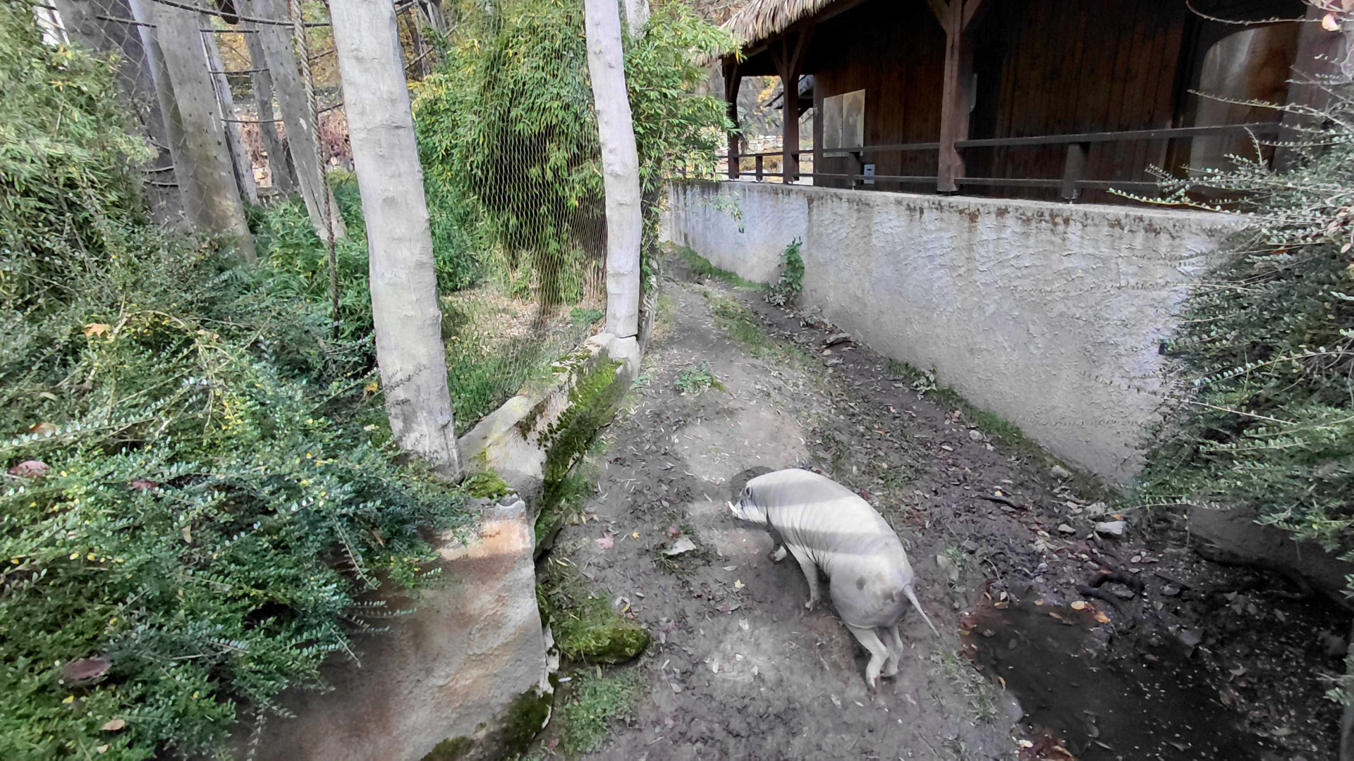 Gibbon + babirusa outdoor exhibits