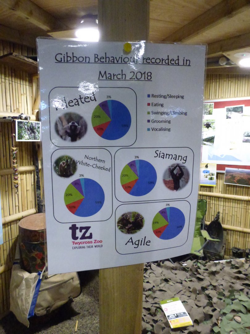 Gibbon Behavior Charts