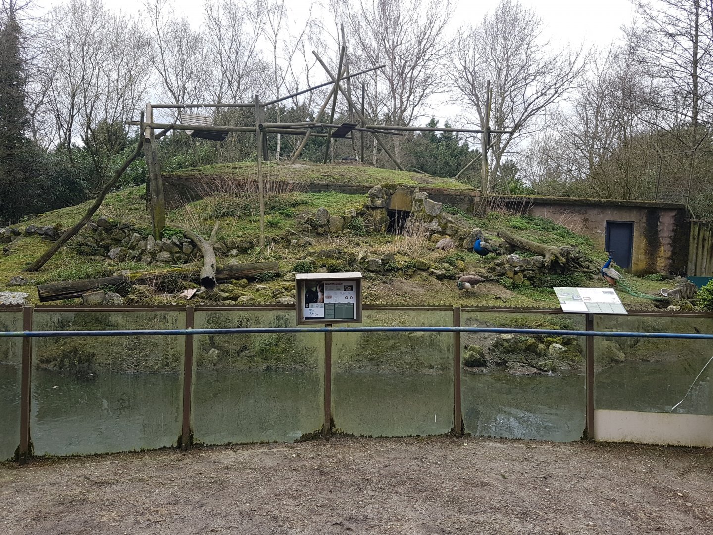 Gibbon - Black swan-enclosure