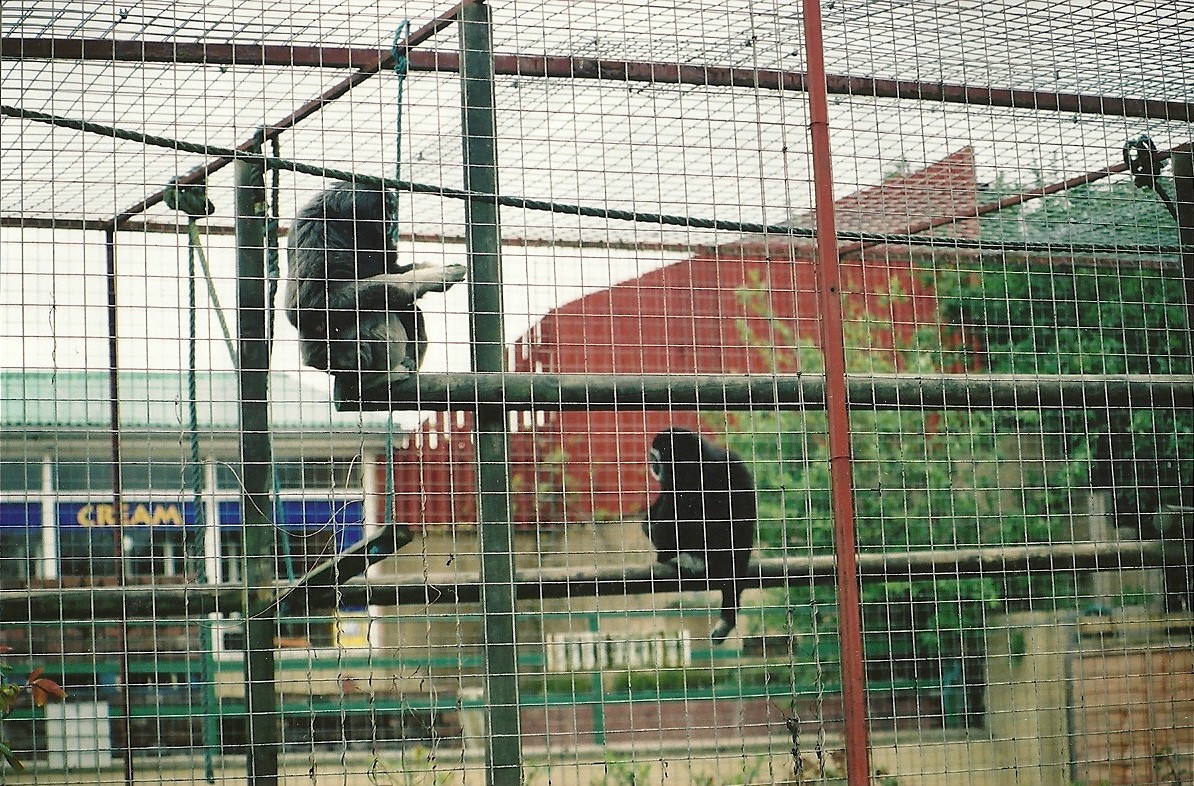 Gibbon cage 16th April 2004