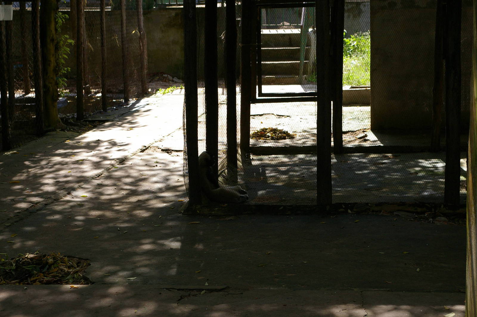 gibbon cage, Angkor Zoo