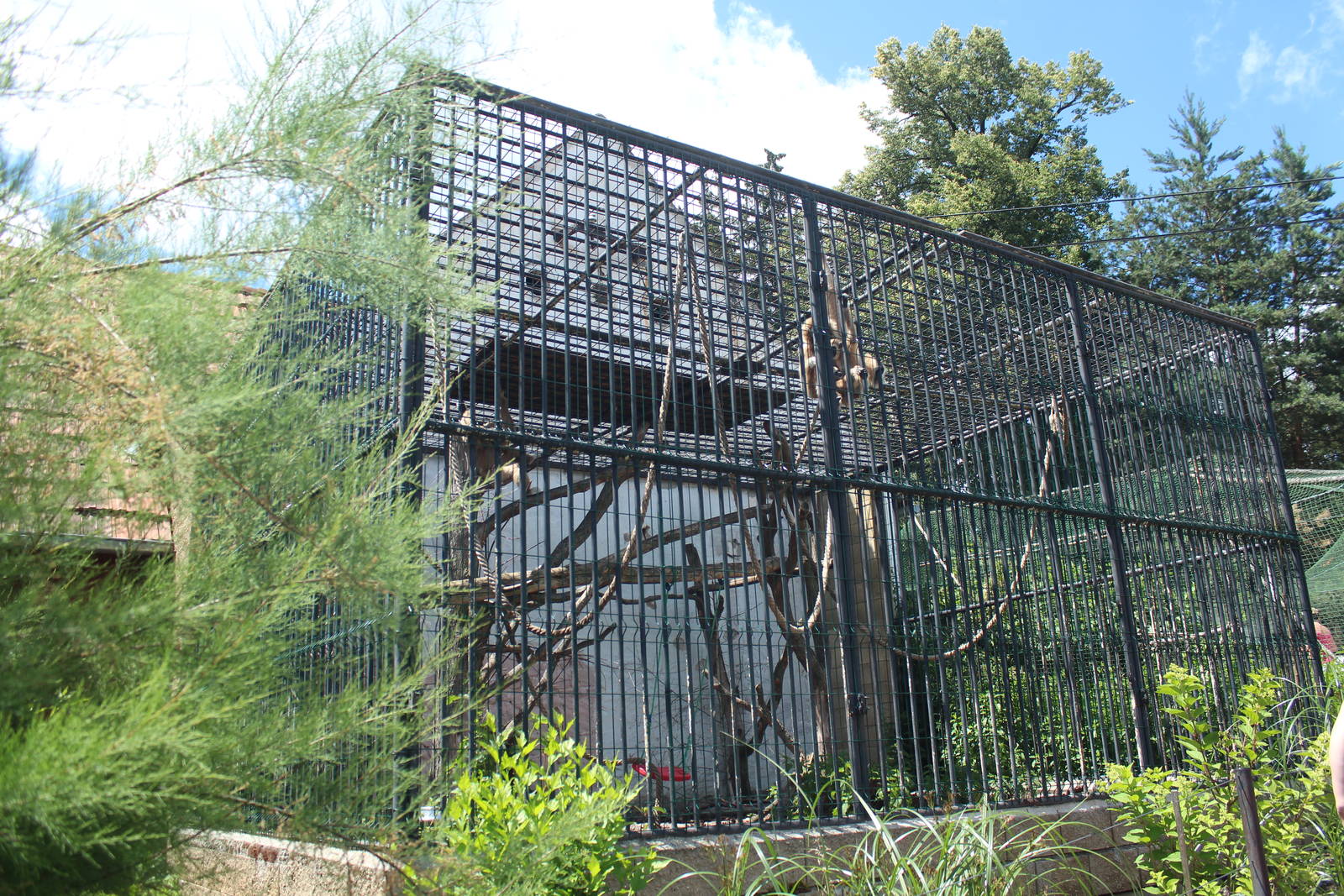 Gibbon cage, Dvorec Zoo