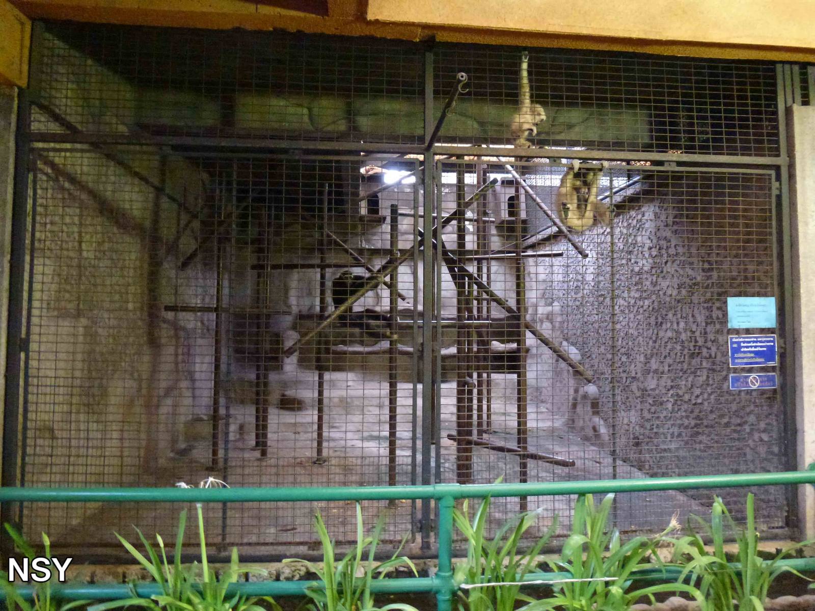 Gibbon cage, June 2013.