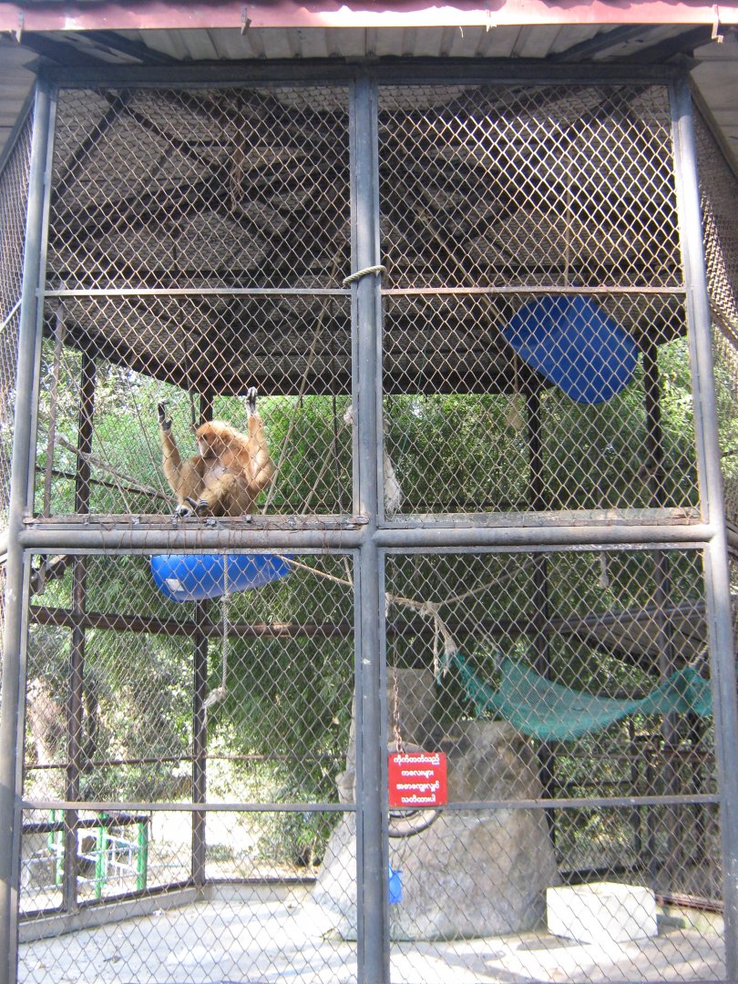 gibbon cage