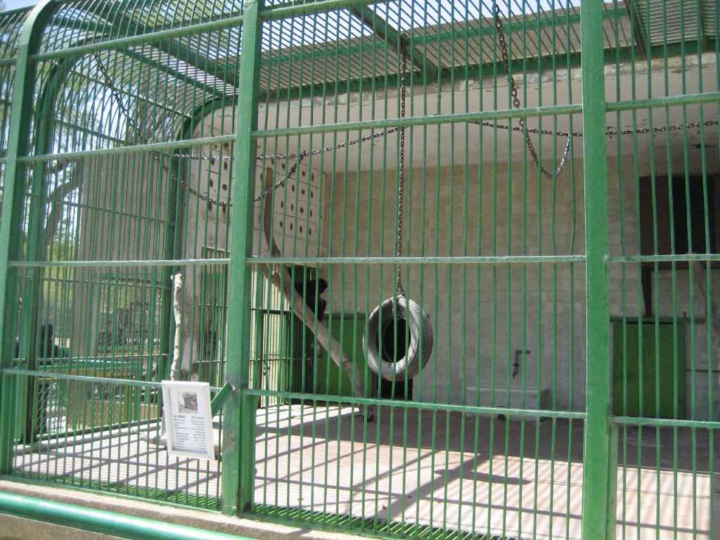 Gibbon Cage