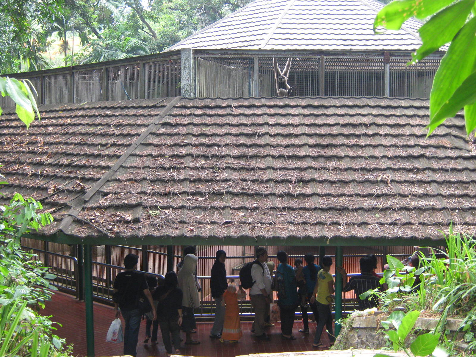 gibbon cages at Ragunan Zoo