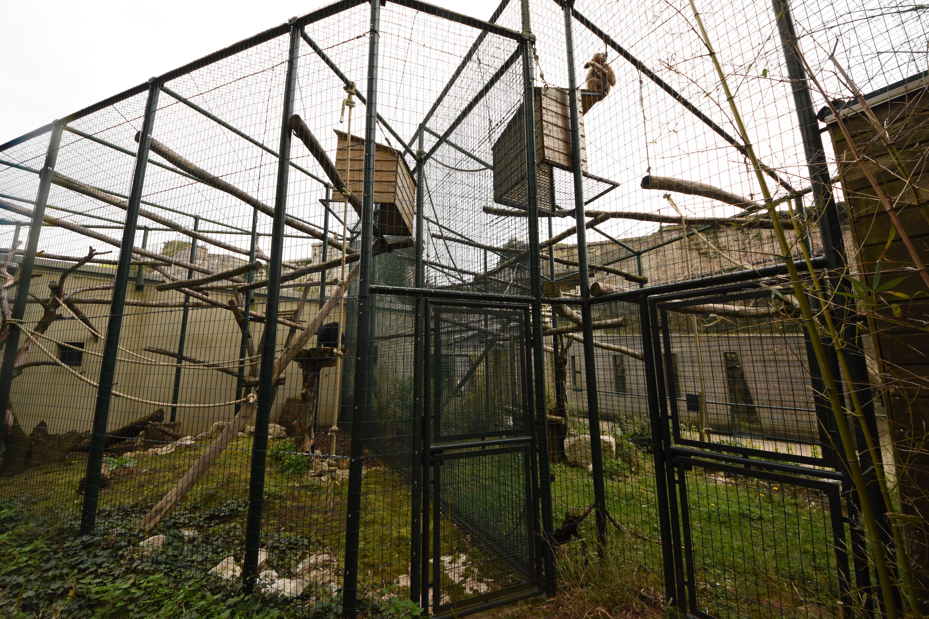 Gibbon cages