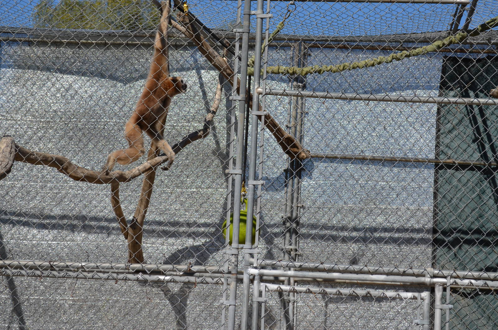 Gibbon Conservation Center