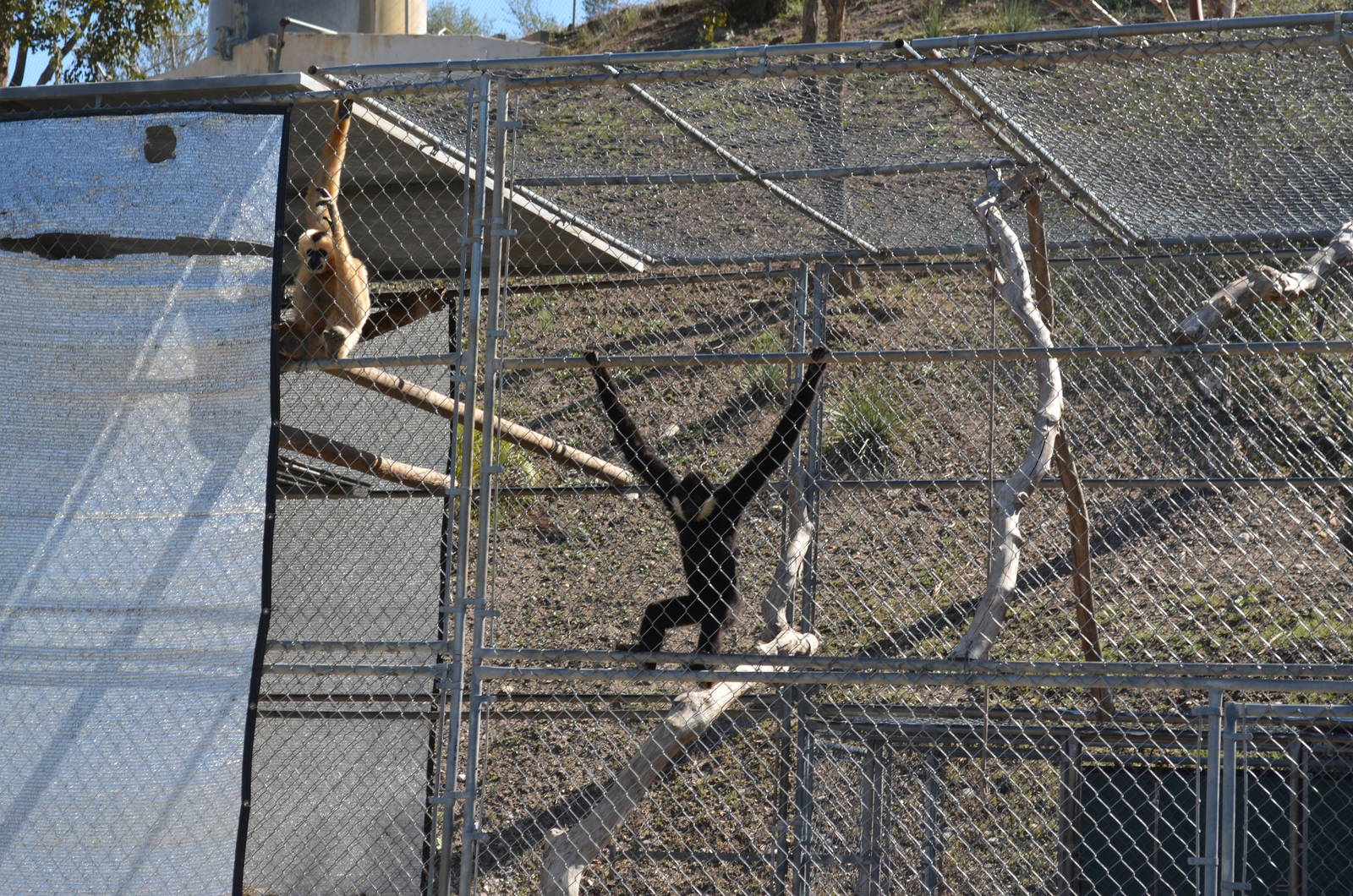 Gibbon Conservation Center