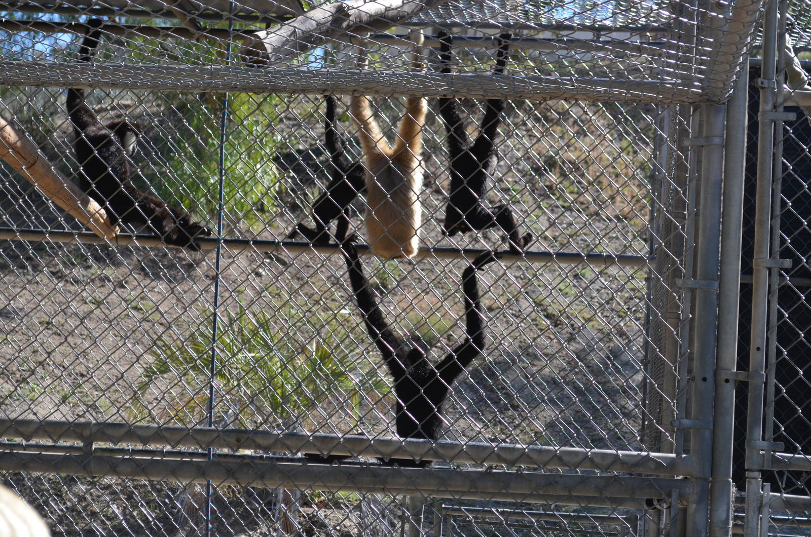 Gibbon Conservation Center