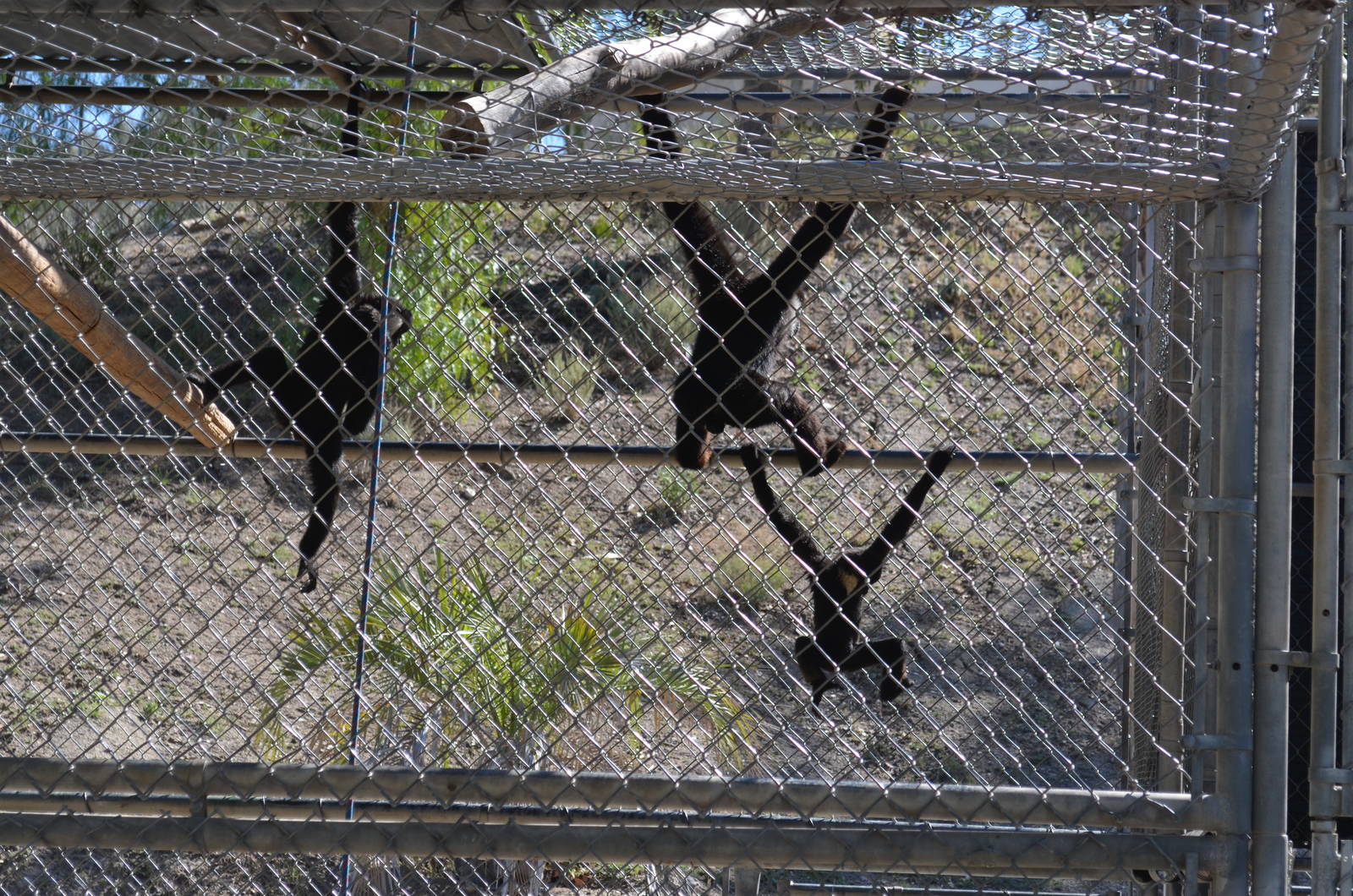 Gibbon Conservation Center