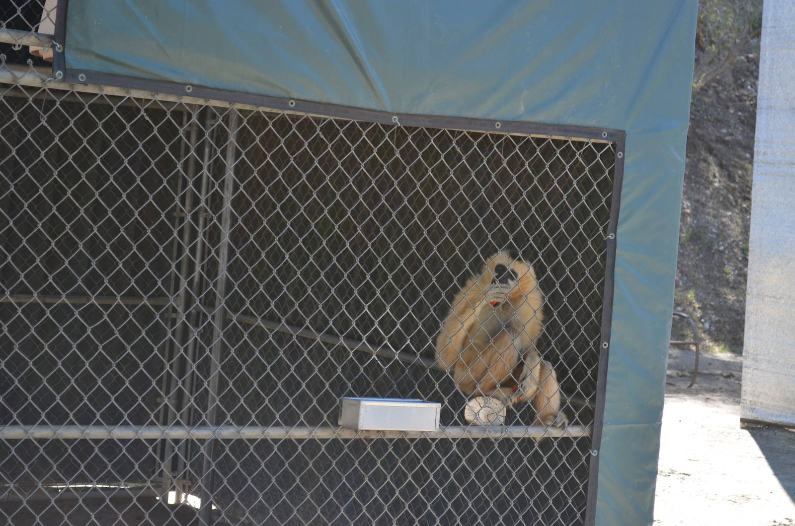 Gibbon Conservation Center