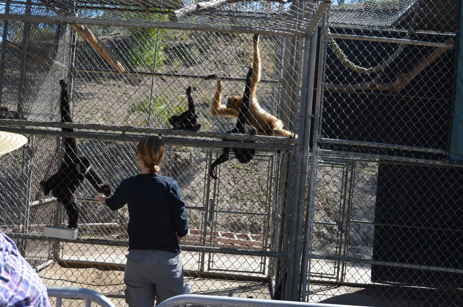 Gibbon Conservation Center