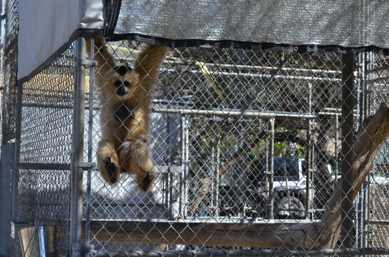 Gibbon Conservation Center