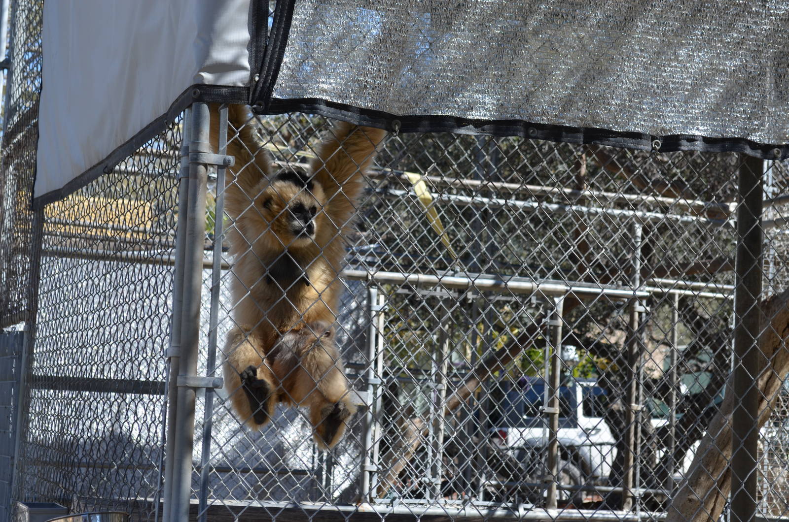Gibbon Conservation Center