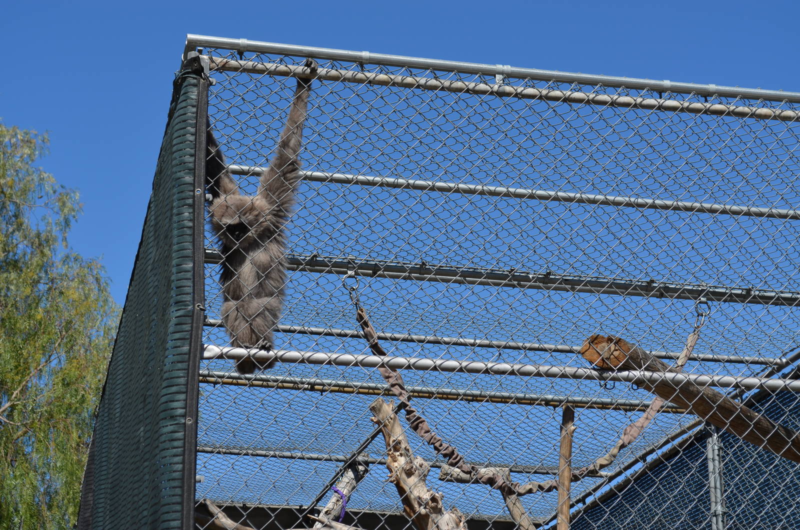 Gibbon Conservation Center