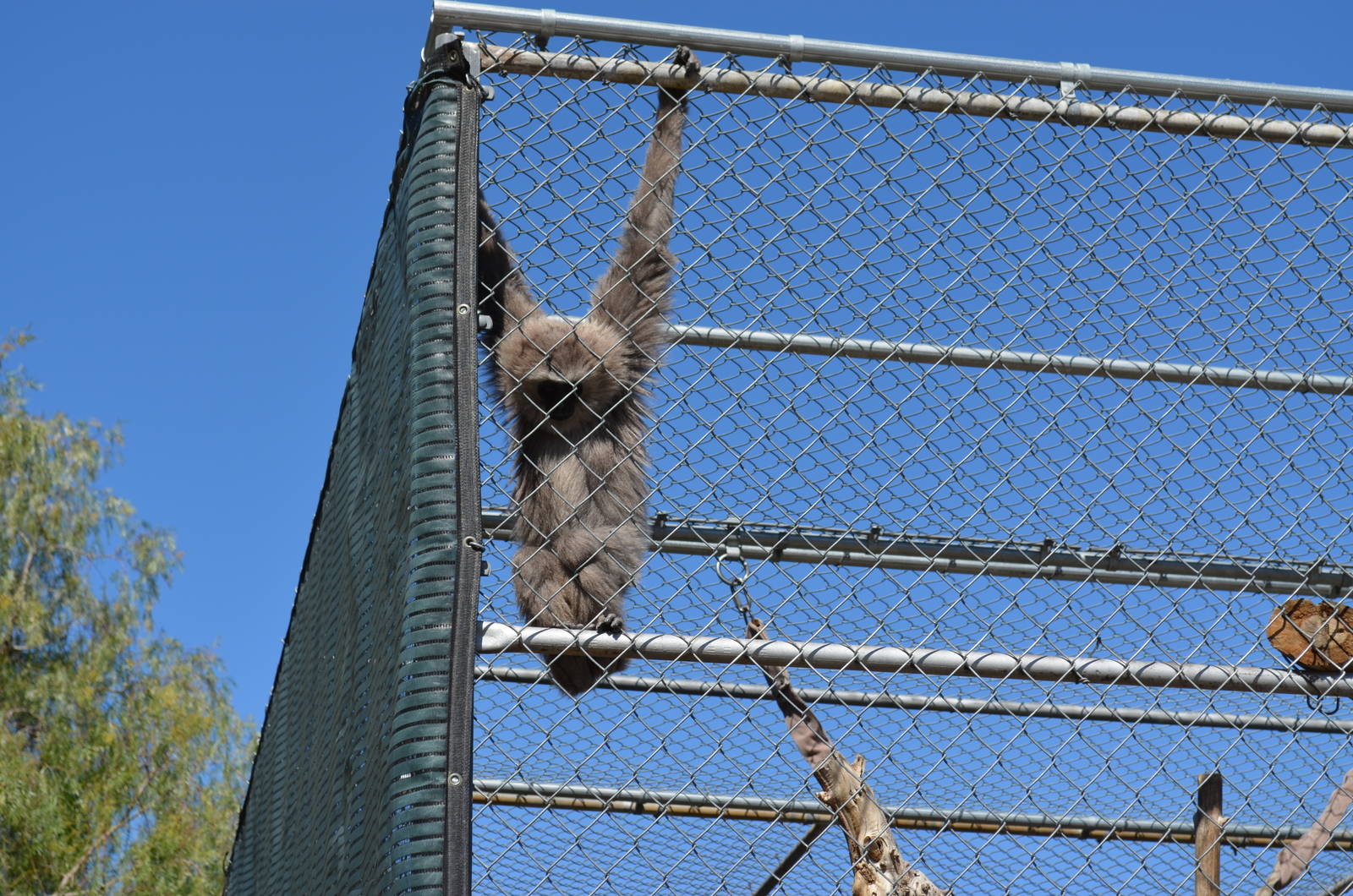 Gibbon Conservation Center