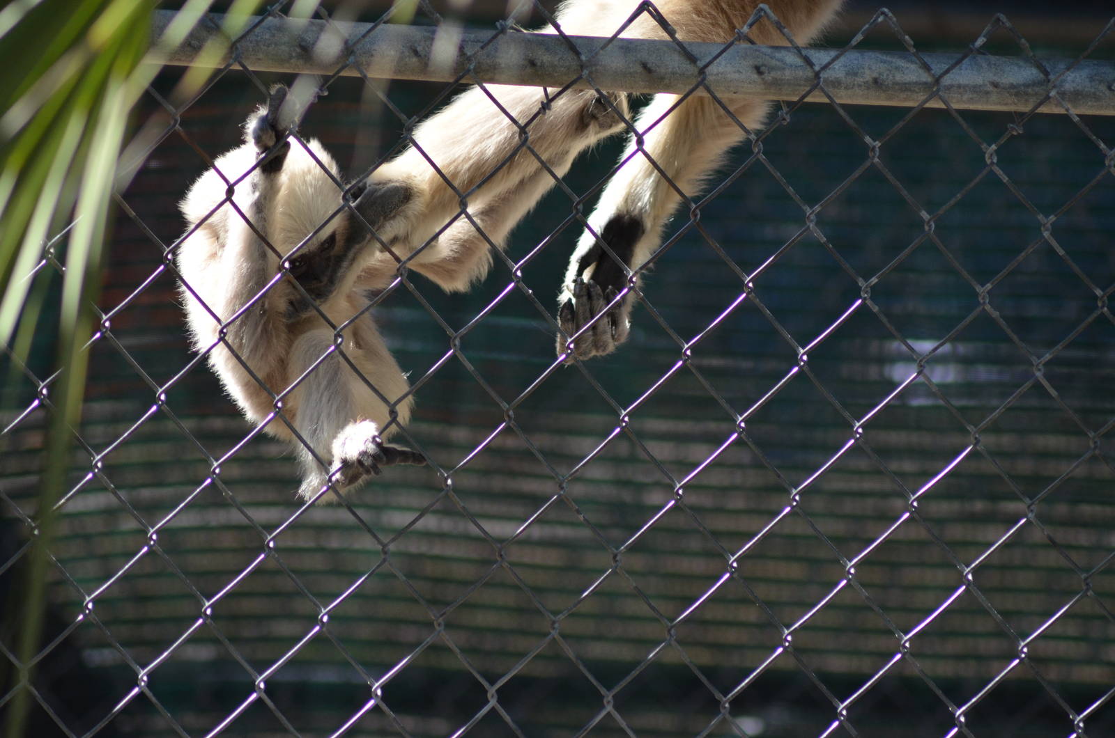 Gibbon Conservation Center
