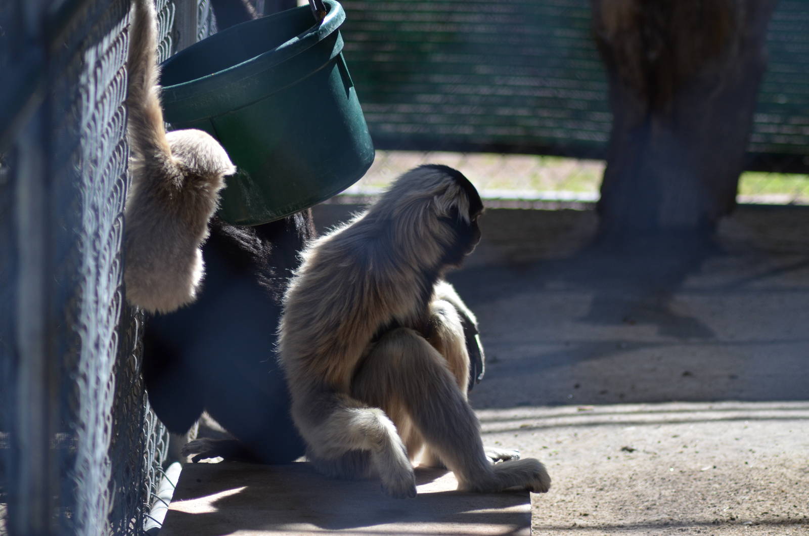 Gibbon Conservation Center