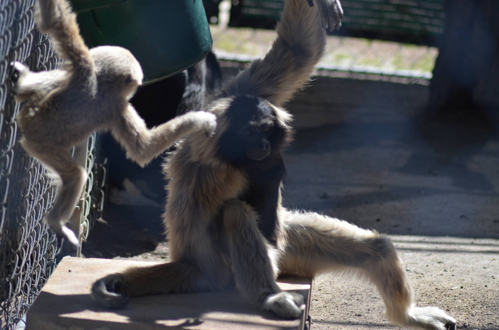 Gibbon Conservation Center