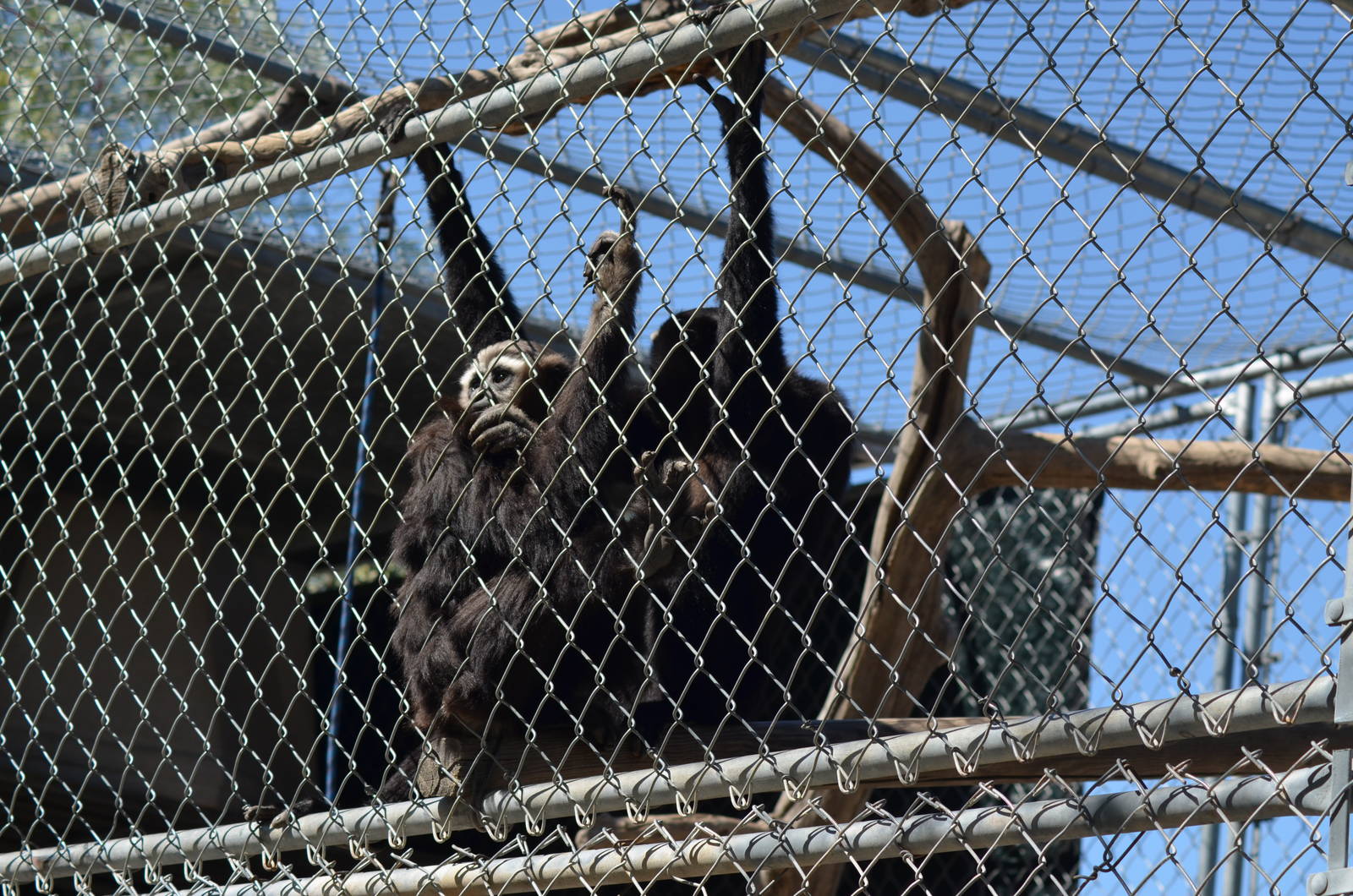 Gibbon Conservation Center