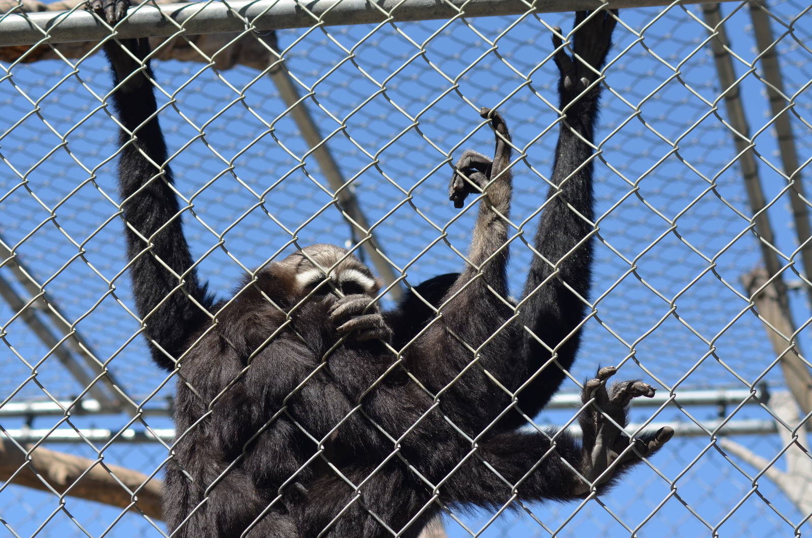 Gibbon Conservation Center