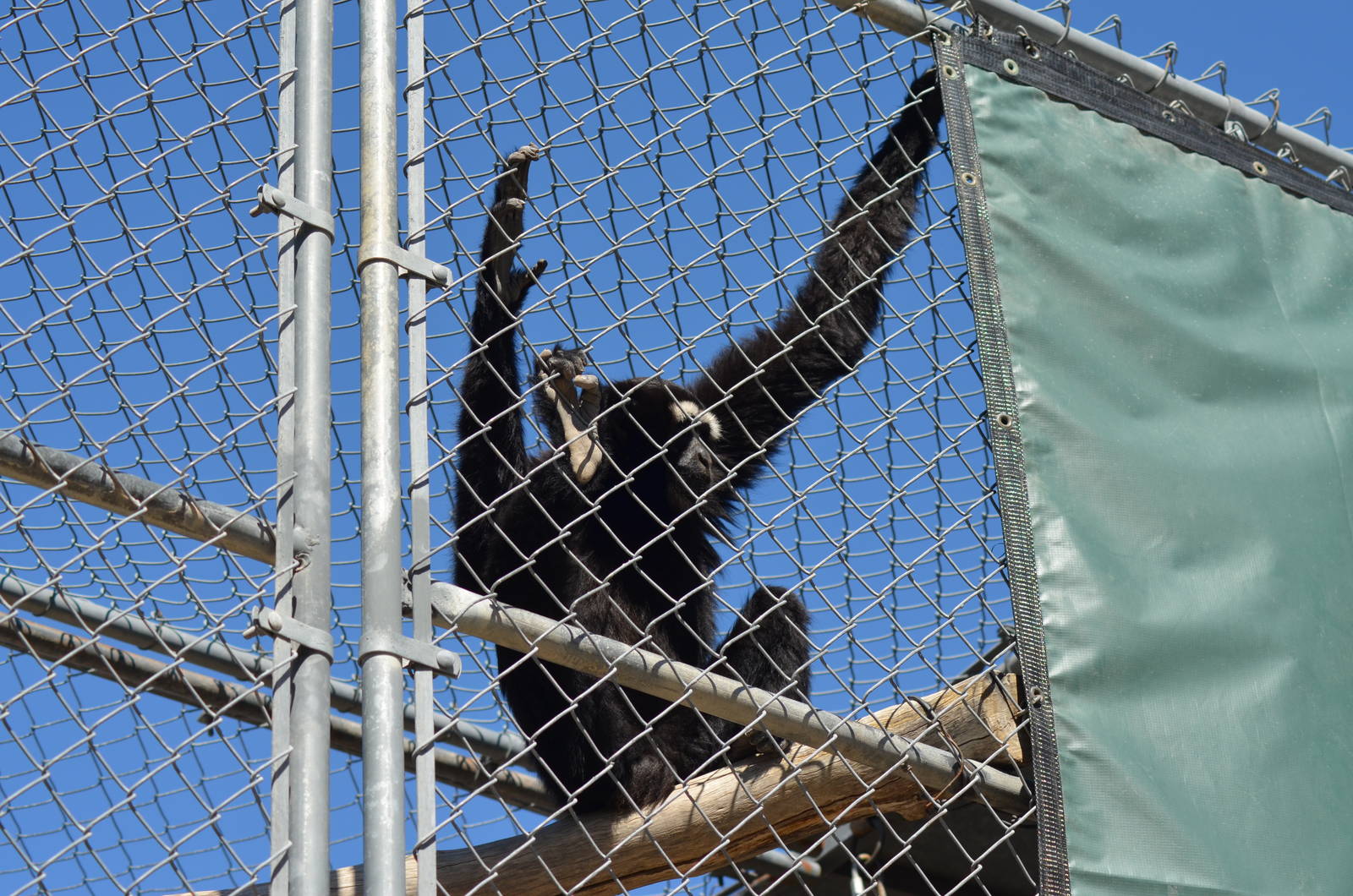 Gibbon Conservation Center
