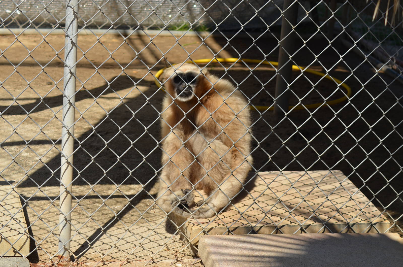 Gibbon Conservation Center