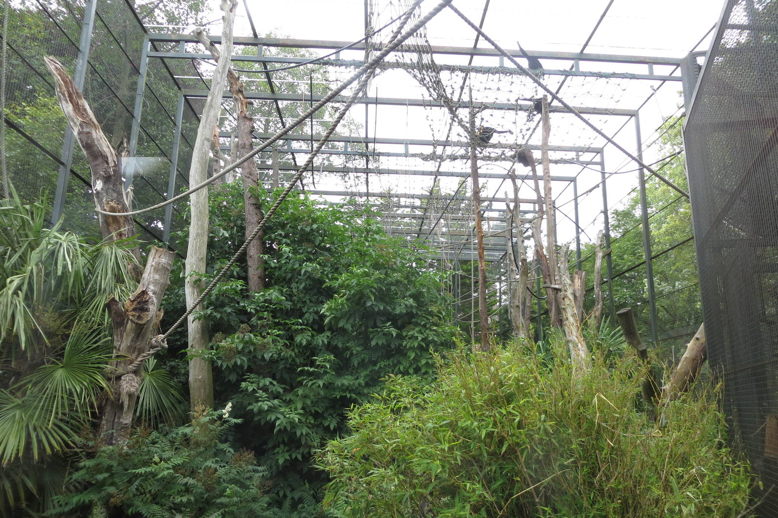 Gibbon enclosure 240815