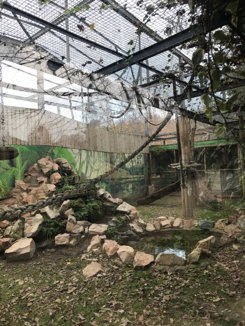 Gibbon enclosure (2nd pic)