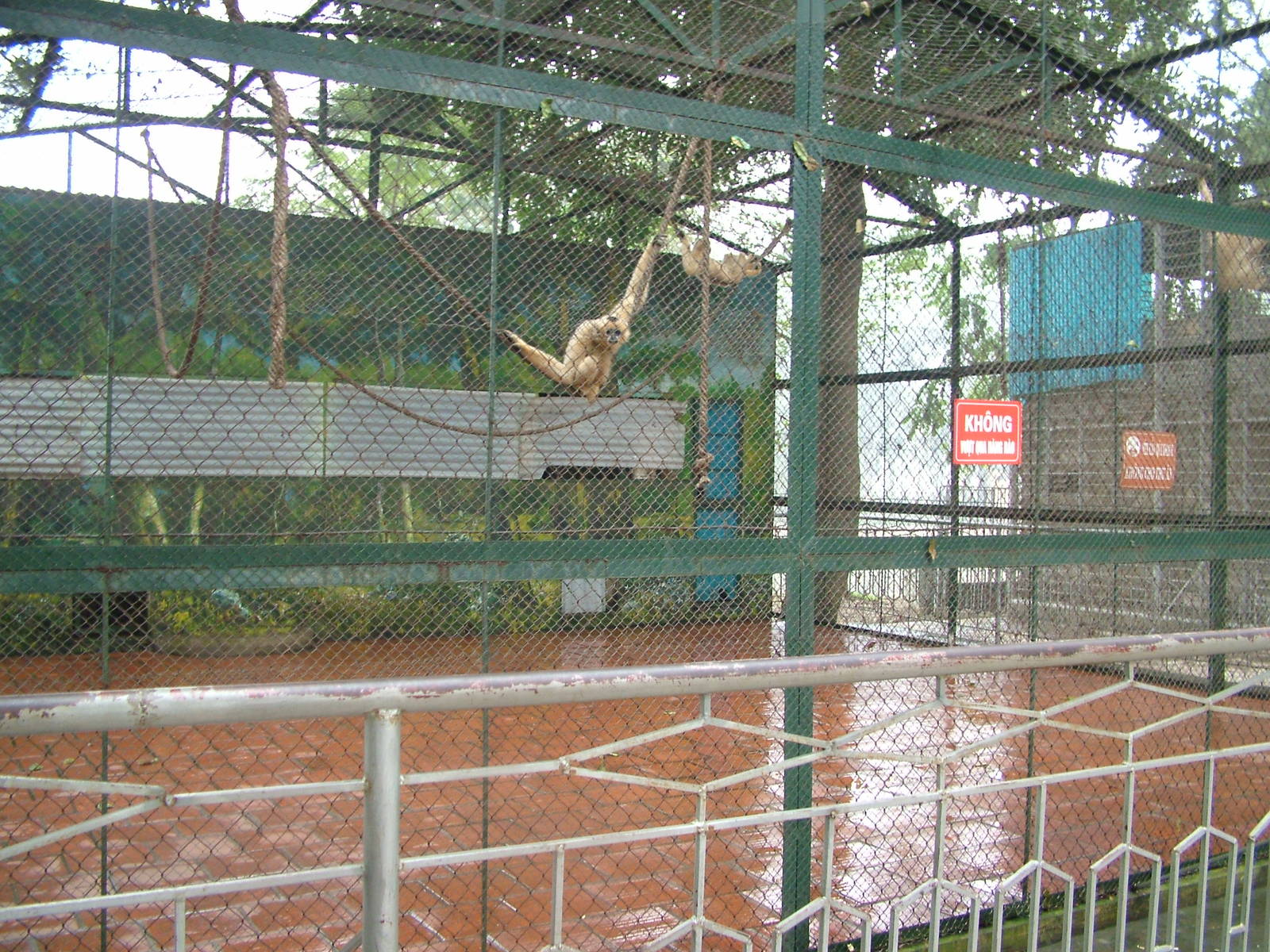 Gibbon Enclosure at Hanoi Zoo, 15/03/12