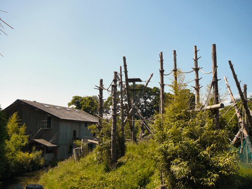 gibbon enclosure Durrell/Jersey