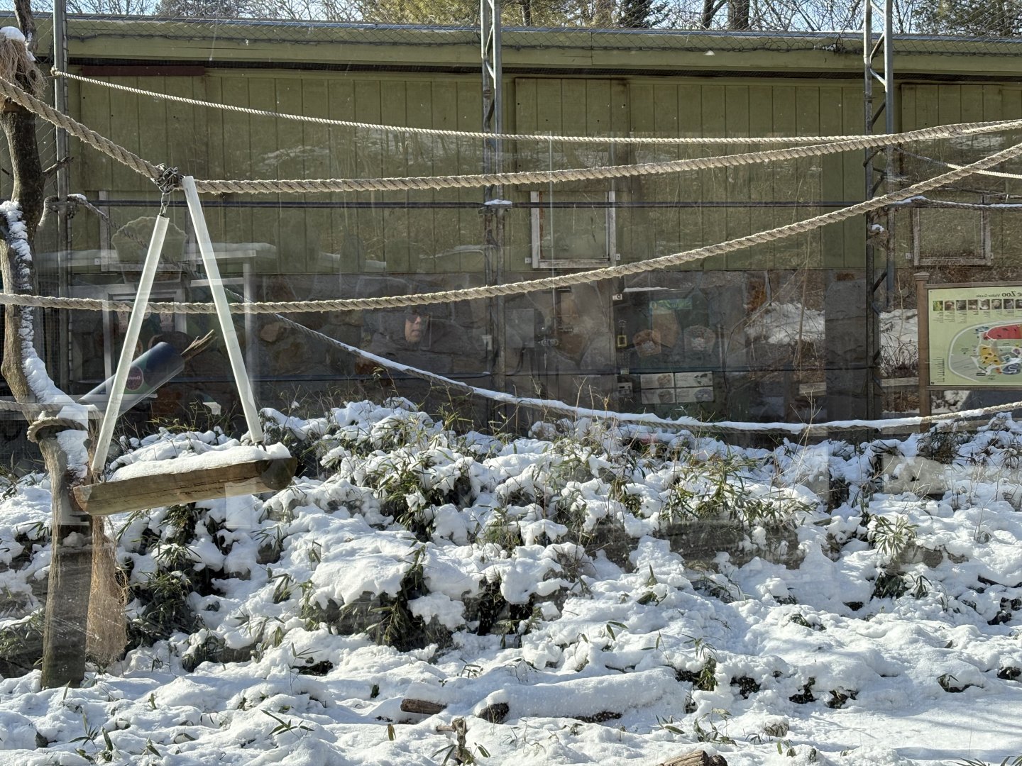 Gibbon Enclosure - Jan 26, 2025