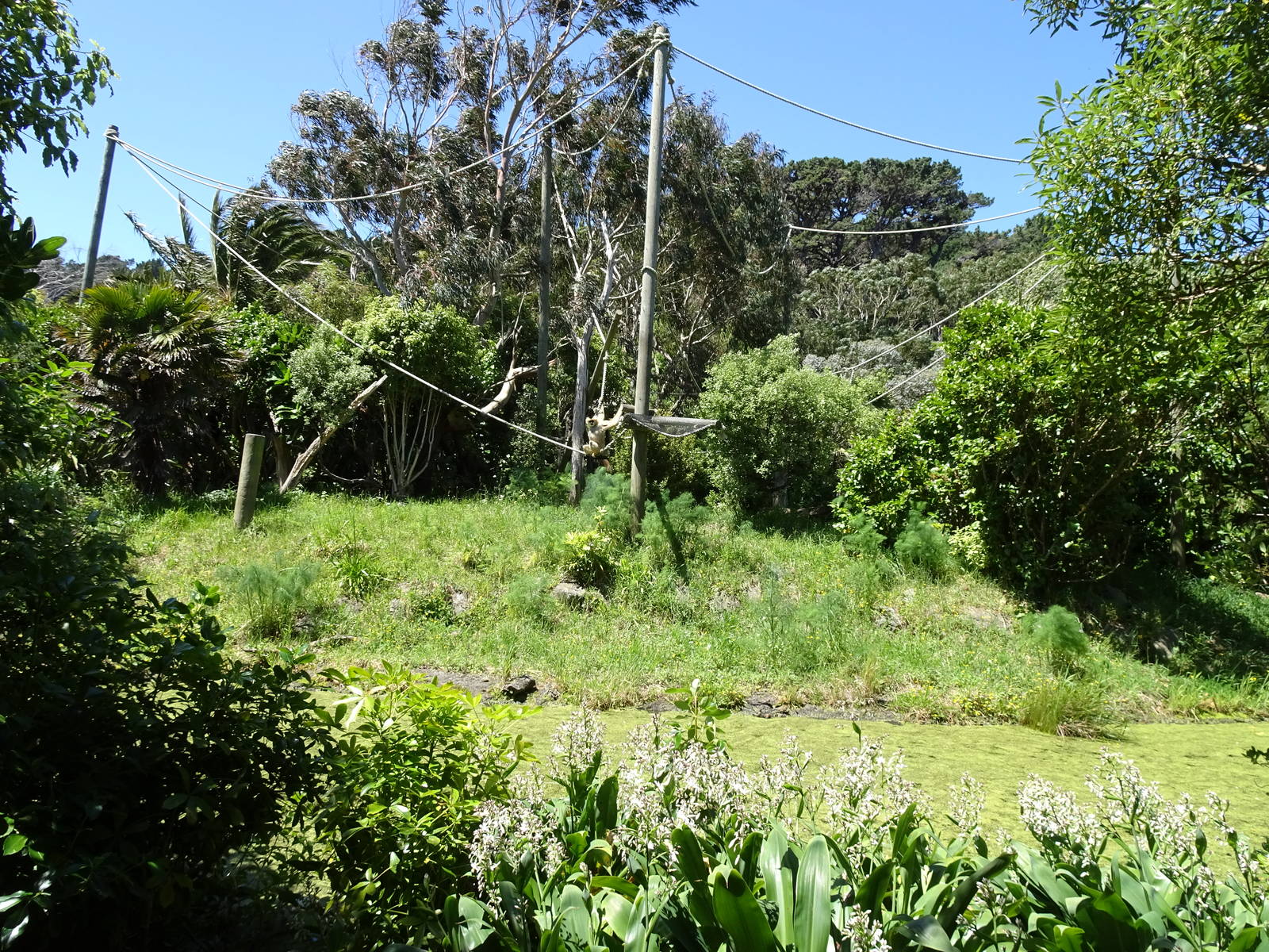 Gibbon Enclosure, November 2015