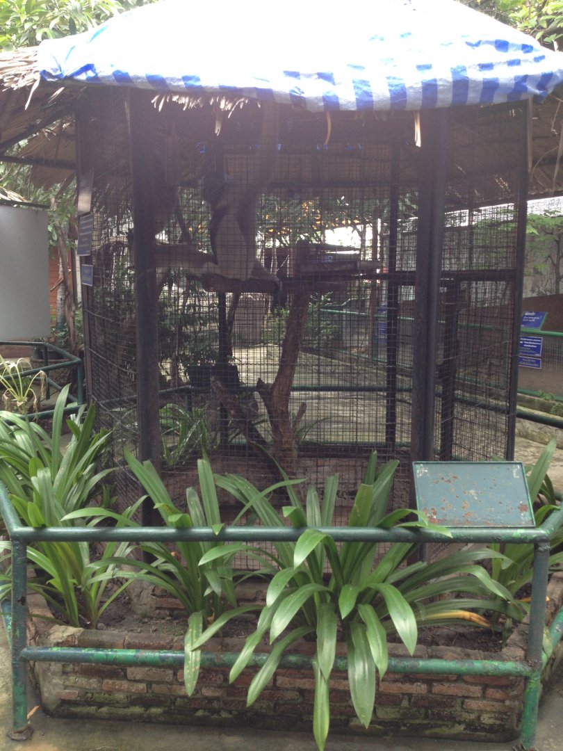 Gibbon enclosure (outside roof)