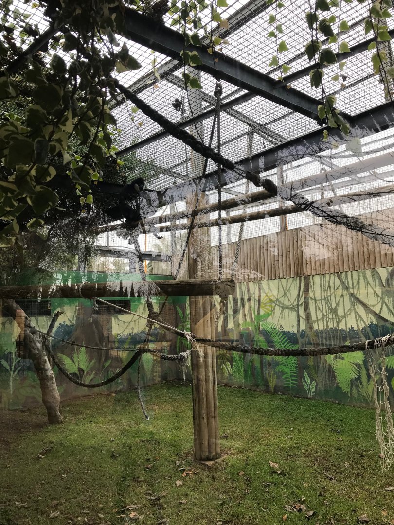 Gibbon enclosure (pic 1)