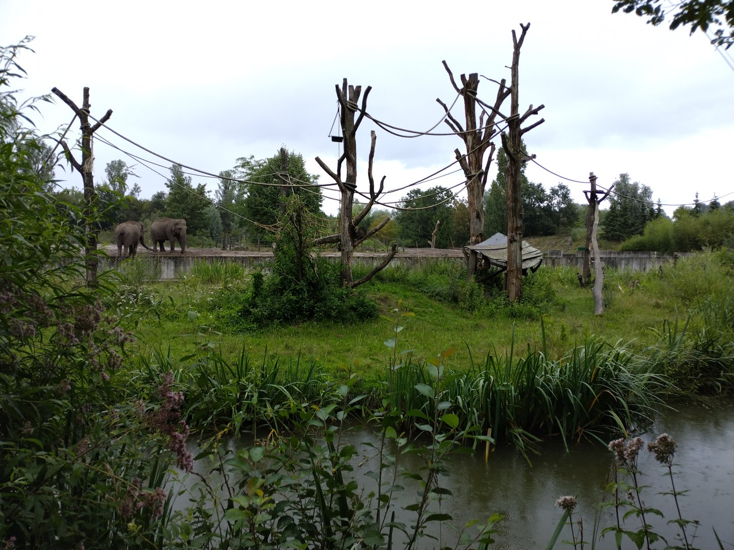 Gibbon enclosure (with elephants in the back)